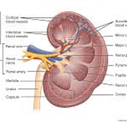 kidney img